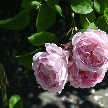 Pur Apartament Geschendorf