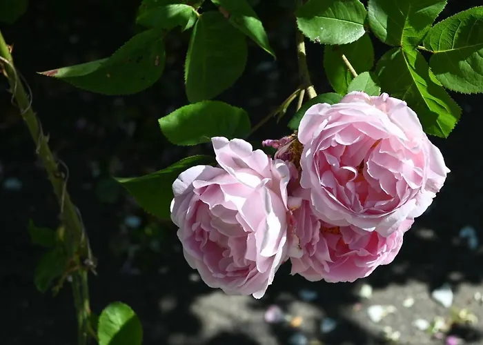 Pur Apartament Geschendorf